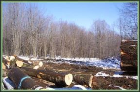 Logging Job